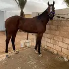 حصان انقليزي سبوق