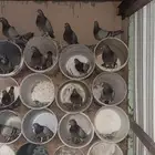 حمام سلفر جامبو