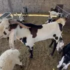 تيس هولندي