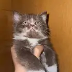 قط كيتن سكوتش ستريت للبيع 300