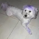 كلب هافينيز للتبني انثى