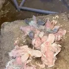 تم بيع كل الفروخ الله يبارك لهم