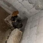 دجاج بلدي فيومي ديوك فيوم اسود