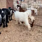 جفراة جذعات