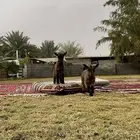 ماعز قزم تم البيع