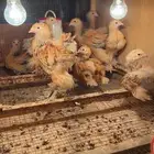 براهما بوف فواخر
