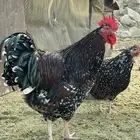 دجاج سوساكس