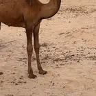 للبيع. البكره الكفو