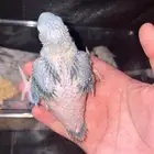 كنيور يلو سايد رد فاكتور