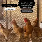 دجاج بياض