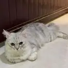 قطه للتبني