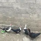 4 بط ثلاثه اناثي. و واحد ذكر للبيع لا يتواصل إلى الصامل