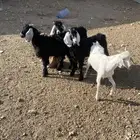 تيوس