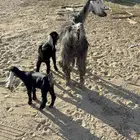 عنز عليها ثنين