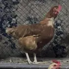 لوهمان براون اصل