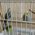 زوج طيور بادجي سبق لهم الانتاج   للبيع