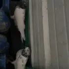 جوزين حمام باكستاني
