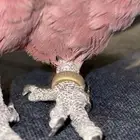 كوكاتو قالا