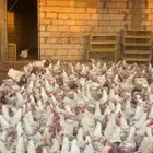 دجاج 16ديواك 23يوجد توصيل الرياض الخرج