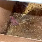 كروان البينوا