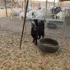 جفره عارضيه شحم