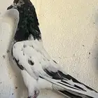 صاحب الطير يتواصل معاي