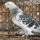 جوز الانثاء منتجه شرط دوبي بوالف الذكر معها