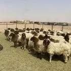 خرفان نعيم العمر فوق 6 شهور