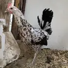 دجاج فري ماكنتوش اخوات