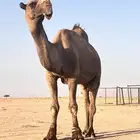 بعير للبيع