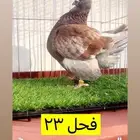 حمام فرش موندين