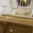 روز لاتينو