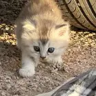 قطط شيرازيه جميله