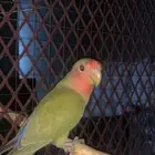 روز