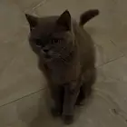 قط سكوتش فضي للتبني