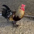 ديوك هجينه للبيع
