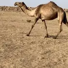 القحه صفر دبيانيه
