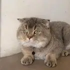 سكوتش فولد للتزاوج