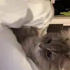 قطه للبيع