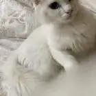 قط تبني