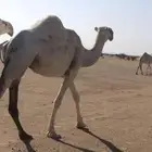 ناقه طيبه