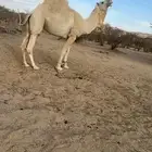 فحل اوضح باتلي