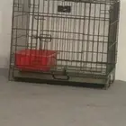 شبك سميك قطط