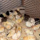 صوص دجاج بلدي تم البيع