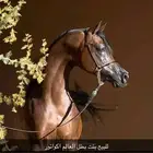 مهره واهو فاخره بنت بطل العالم اكواتور