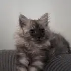 قطط للبيع شيرازي أعماره 6 اشهر