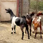تيوس وطليان