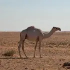 فحول العدد 10 البيع لاعلى سوم