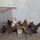 أنباع