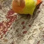 روز اليف